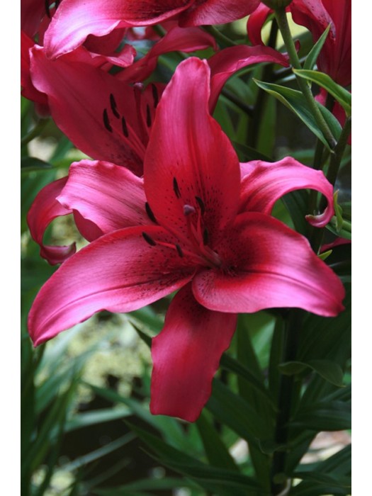 Lelija (Lot Lilium) 'November Rain'-LELIJOS-SVOGŪNINĖS GĖLĖS