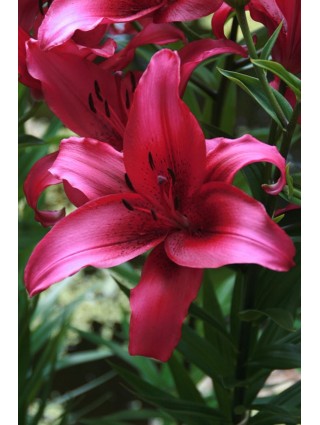 Lelija (Lot Lilium) 'November Rain'-LELIJOS-SVOGŪNINĖS GĖLĖS