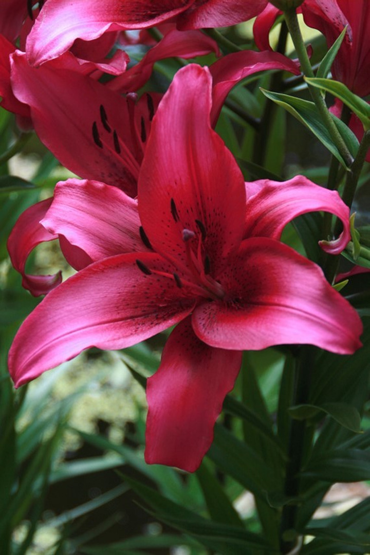 Lelija (Lot Lilium) 'November Rain'-LELIJOS-SVOGŪNINĖS GĖLĖS