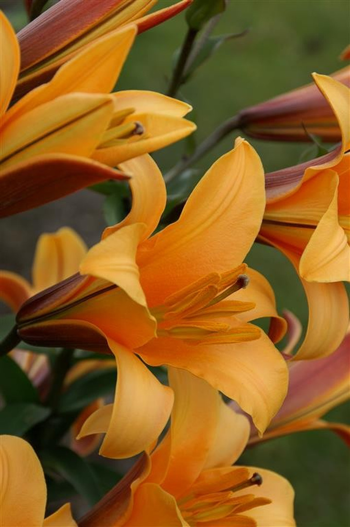 Lelija (Lot Lilium) 'Orange Planet'-LELIJOS-SVOGŪNINĖS GĖLĖS