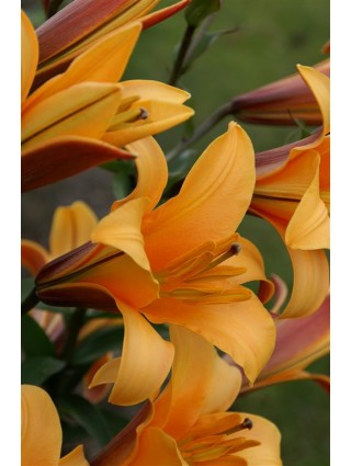 Lelija (Lot Lilium) 'Orange Planet'-LELIJOS-SVOGŪNINĖS GĖLĖS