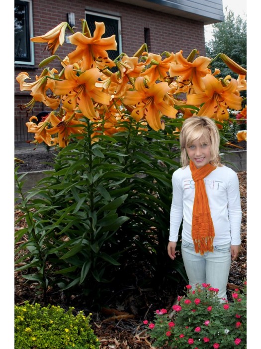 Lelija (Lot Lilium) 'Orange Space'-LELIJOS-SVOGŪNINĖS GĖLĖS