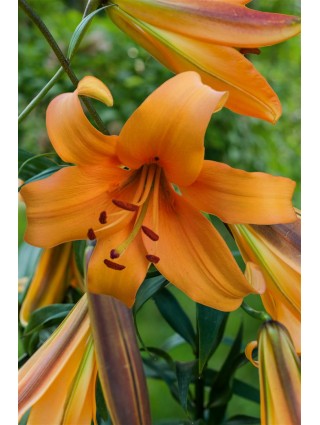 Lelija (Lot Lilium) 'Orange Space'-LELIJOS-SVOGŪNINĖS GĖLĖS