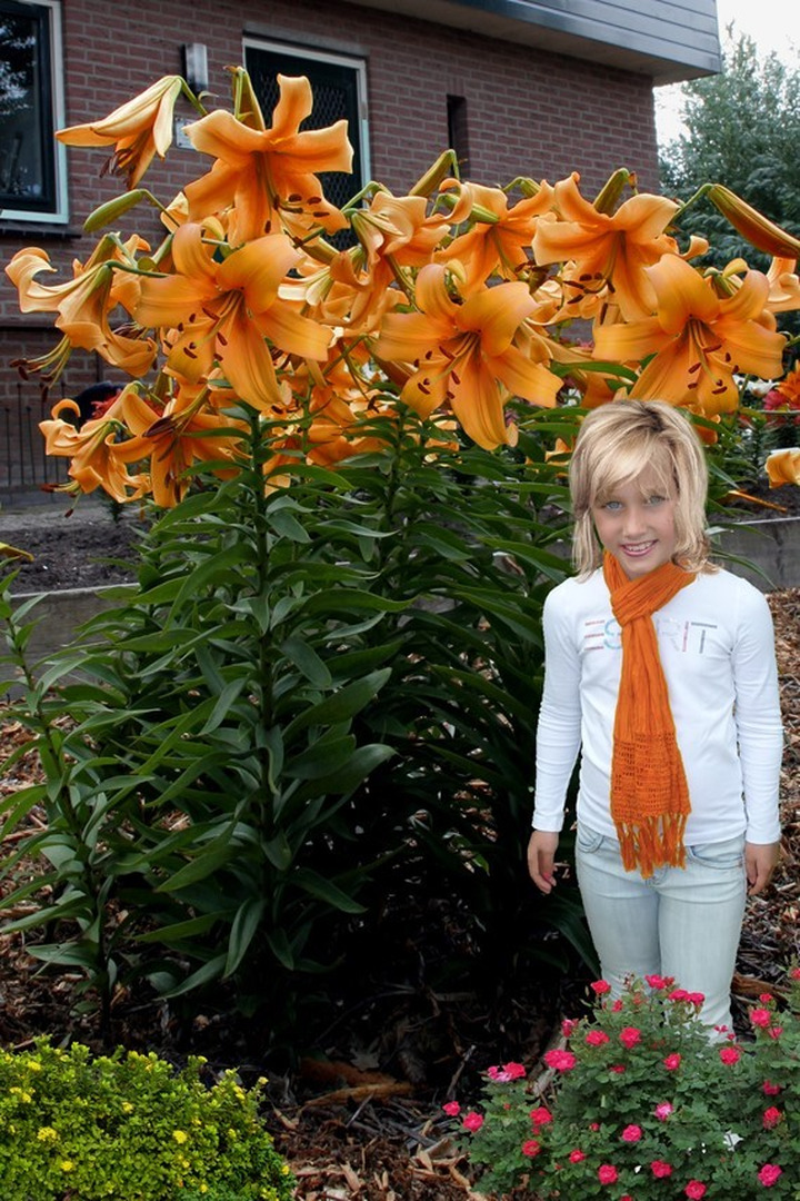 Lelija (Lot Lilium) 'Orange Space'-LELIJOS-SVOGŪNINĖS GĖLĖS