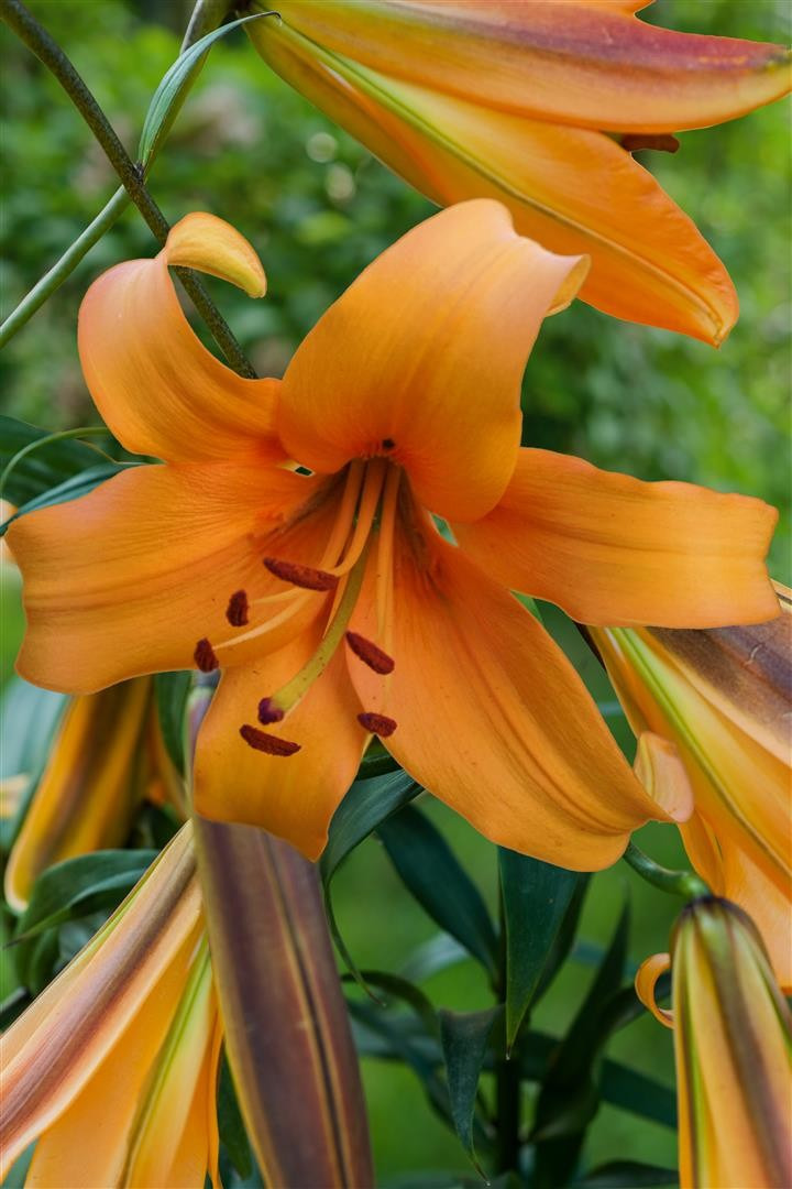 Lelija (Lot Lilium) 'Orange Space'-LELIJOS-SVOGŪNINĖS GĖLĖS