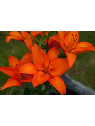 Lelija (Lot Lilium) 'Orange Ton'-LELIJOS-SVOGŪNINĖS GĖLĖS