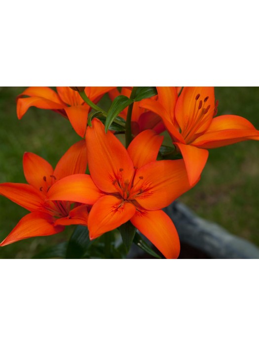 Lelija (Lot Lilium) 'Orange Ton'-LELIJOS-SVOGŪNINĖS GĖLĖS