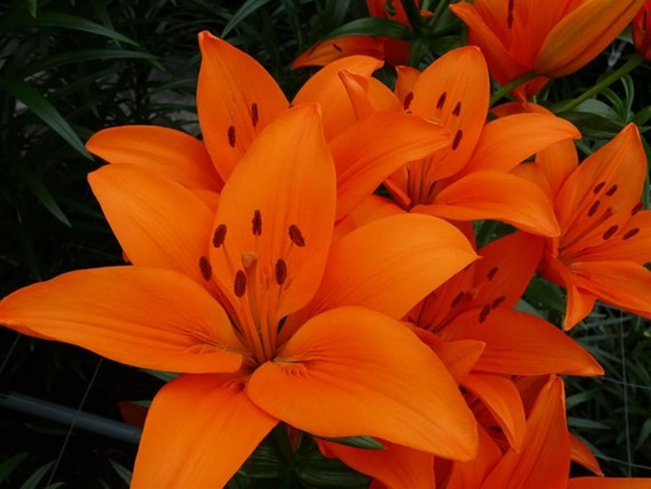 Lelija (Lot Lilium) 'Orange Ton'-LELIJOS-SVOGŪNINĖS GĖLĖS