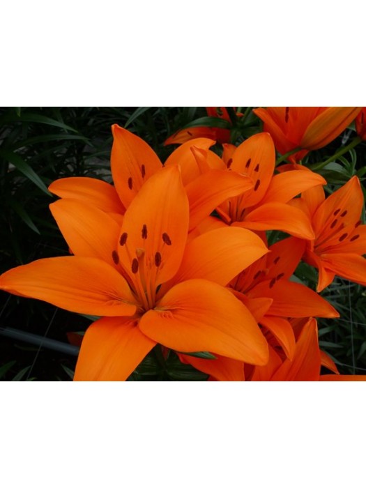 Lelija (Lot Lilium) 'Orange Ton'-LELIJOS-SVOGŪNINĖS GĖLĖS