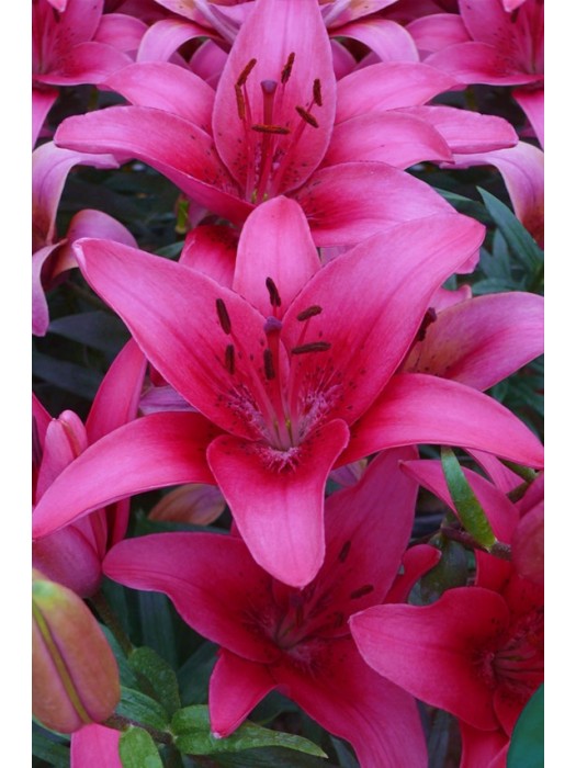 Lelija (Lot Lilium) 'Pink County'-LELIJOS-SVOGŪNINĖS GĖLĖS