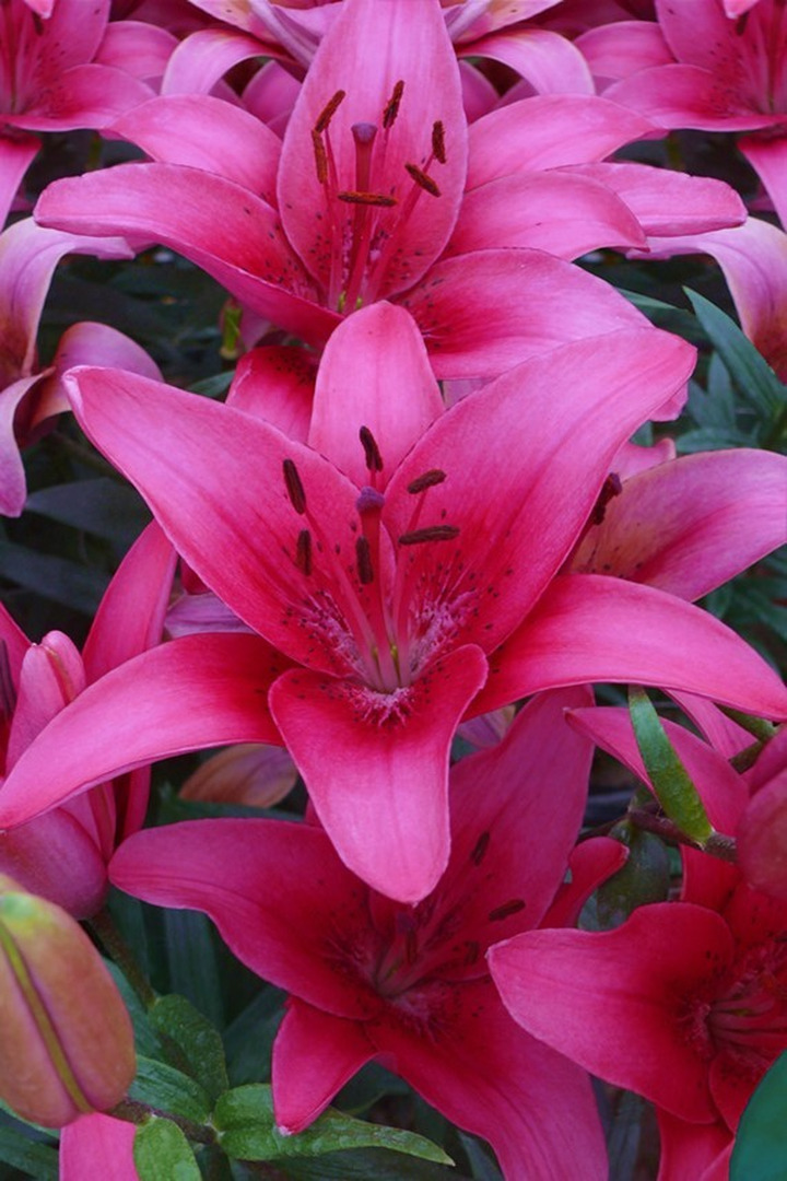 Lelija (Lot Lilium) 'Pink County'-LELIJOS-SVOGŪNINĖS GĖLĖS