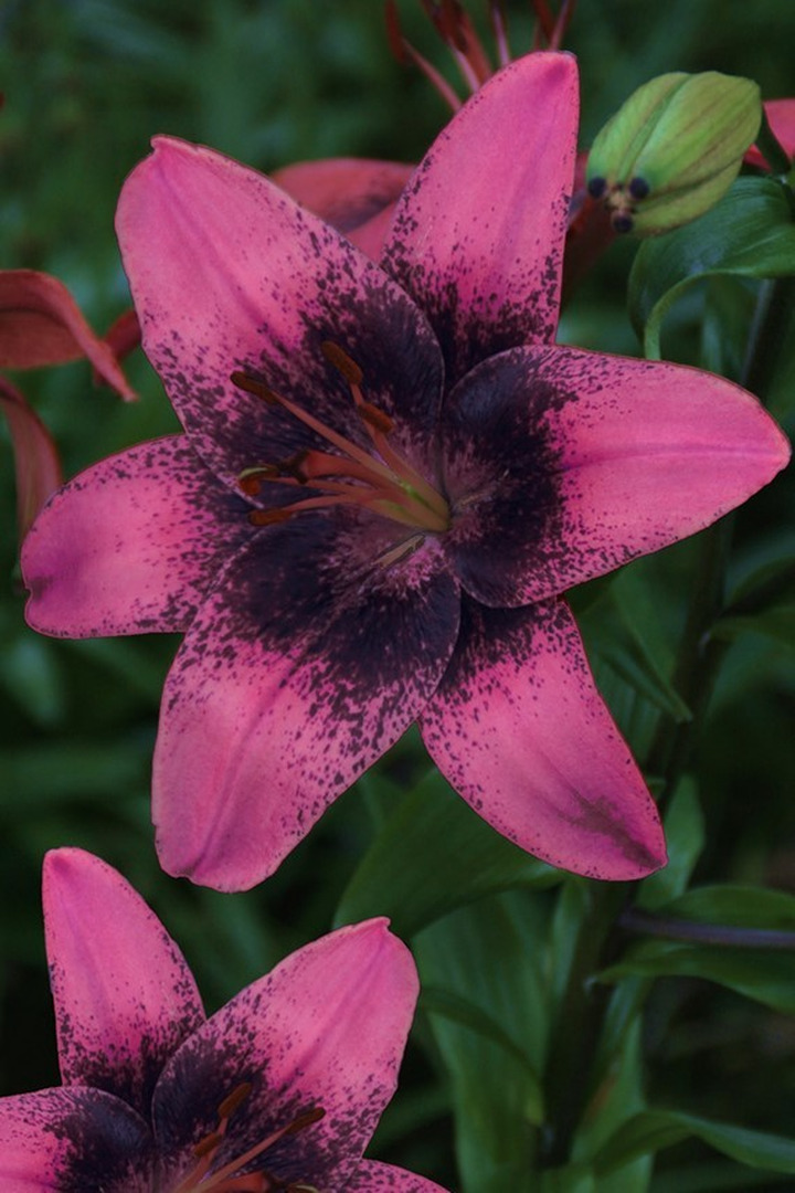Lelija (Lot Lilium) 'Purple Dream'-LELIJOS-SVOGŪNINĖS GĖLĖS