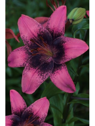 Lelija (Lot Lilium) 'Purple Dream'-LELIJOS-SVOGŪNINĖS GĖLĖS