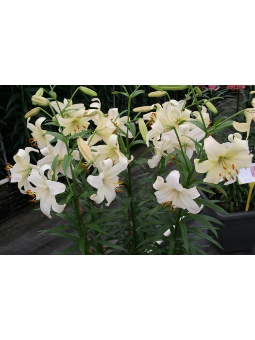 Lelija (Lot Lilium) 'Pearl White'-LELIJOS-SVOGŪNINĖS GĖLĖS