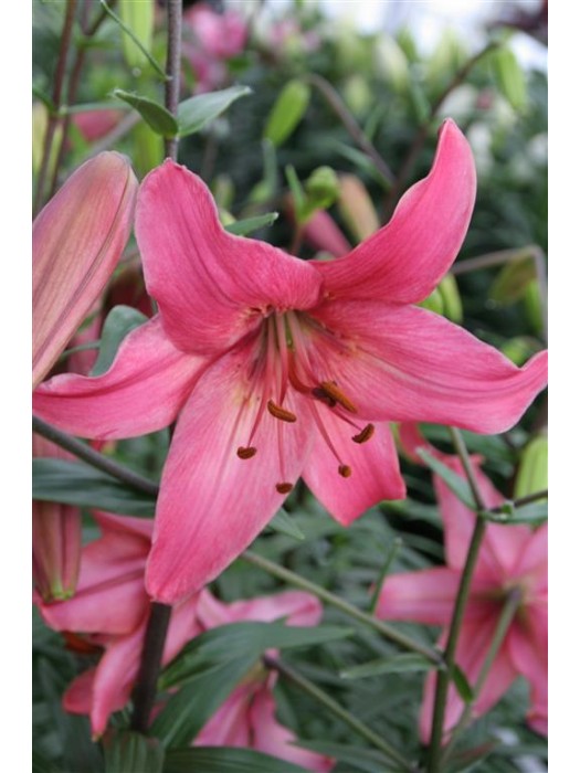 Lelija (Lot Lilium) 'Pink Flight'-LELIJOS-SVOGŪNINĖS GĖLĖS
