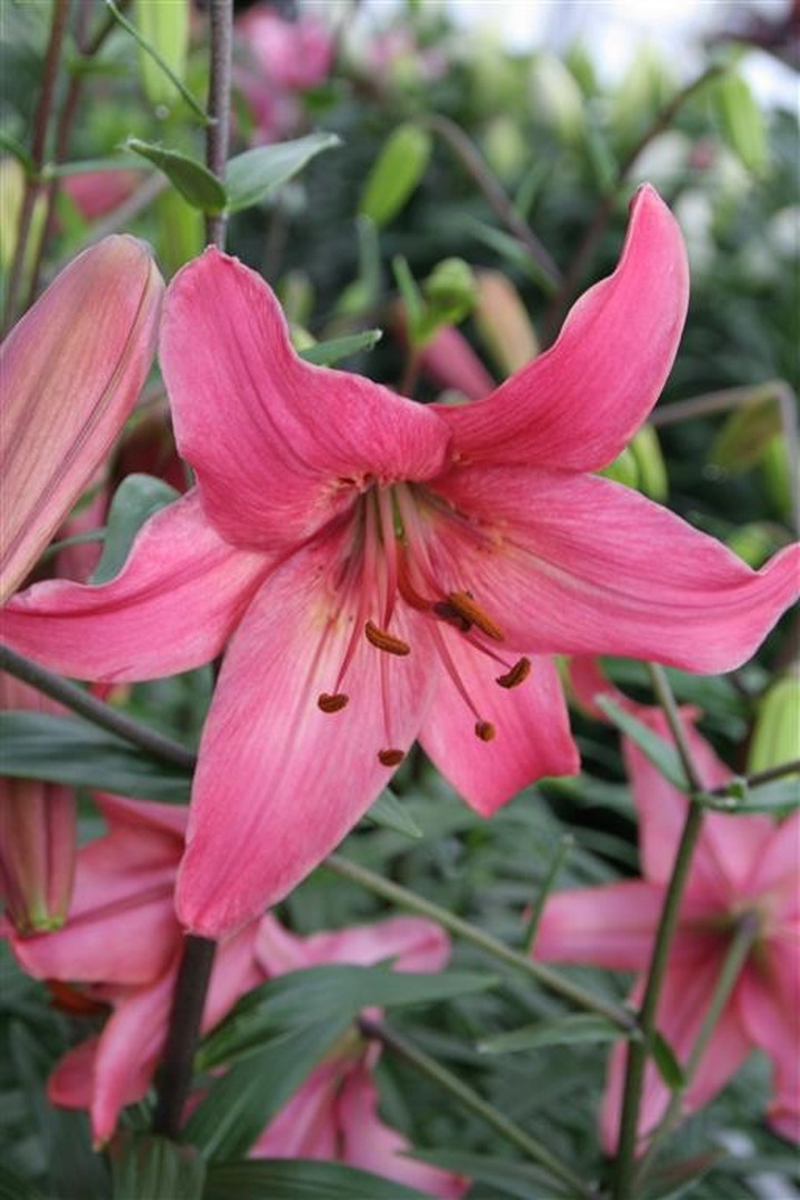 Lelija (Lot Lilium) 'Pink Flight'-LELIJOS-SVOGŪNINĖS GĖLĖS