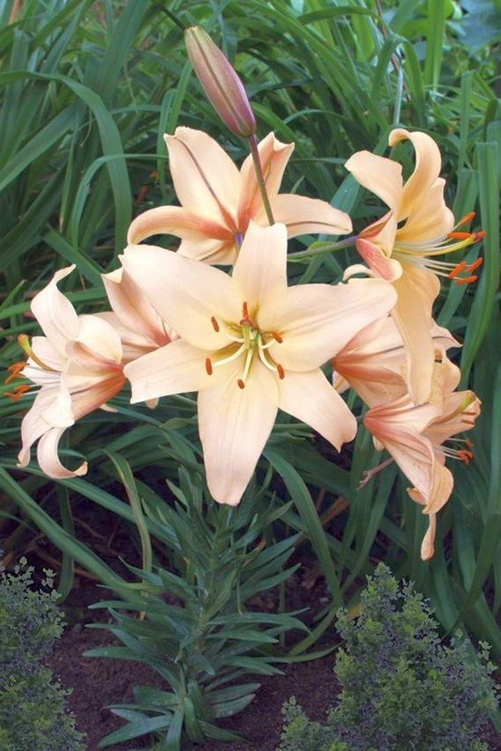 Lelija (Lot Lilium) 'Pearl Frances'-LELIJOS-SVOGŪNINĖS GĖLĖS