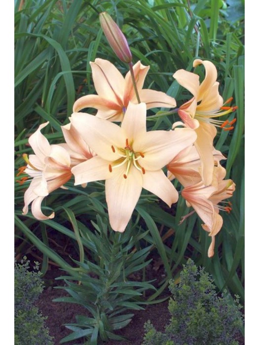 Lelija (Lot Lilium) 'Pearl Frances'-LELIJOS-SVOGŪNINĖS GĖLĖS