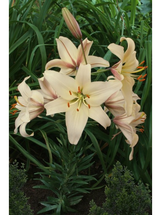 Lelija (Lot Lilium) 'Pearl Frances'-LELIJOS-SVOGŪNINĖS GĖLĖS
