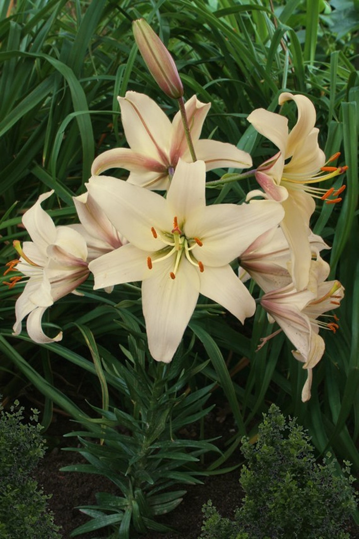 Lelija (Lot Lilium) 'Pearl Frances'-LELIJOS-SVOGŪNINĖS GĖLĖS