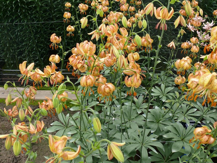 Lelija (Lot Lilium) 'Peppard Gold'-LELIJOS-SVOGŪNINĖS GĖLĖS