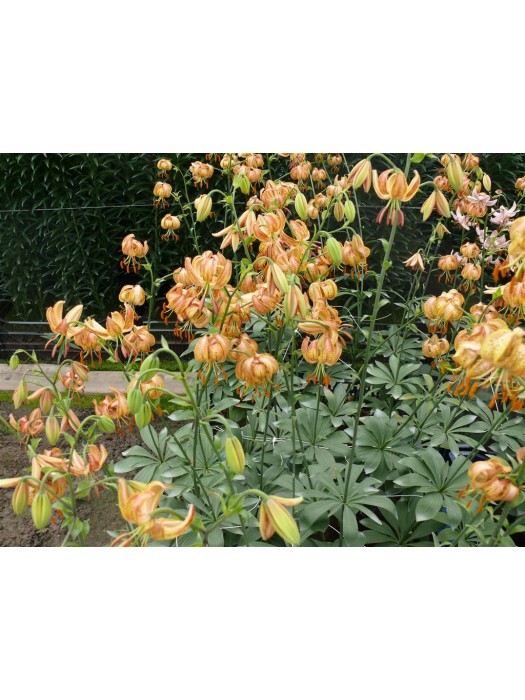 Lelija (Lot Lilium) 'Peppard Gold'-LELIJOS-SVOGŪNINĖS GĖLĖS