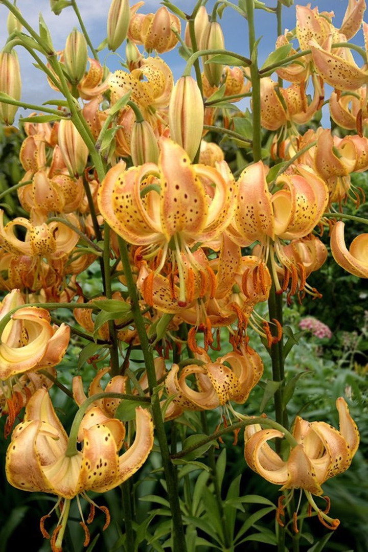 Lelija (Lot Lilium) 'Peppard Gold'-LELIJOS-SVOGŪNINĖS GĖLĖS