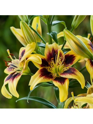 Lelija (Lot Lilium) 'Pieton'-LELIJOS-SVOGŪNINĖS GĖLĖS