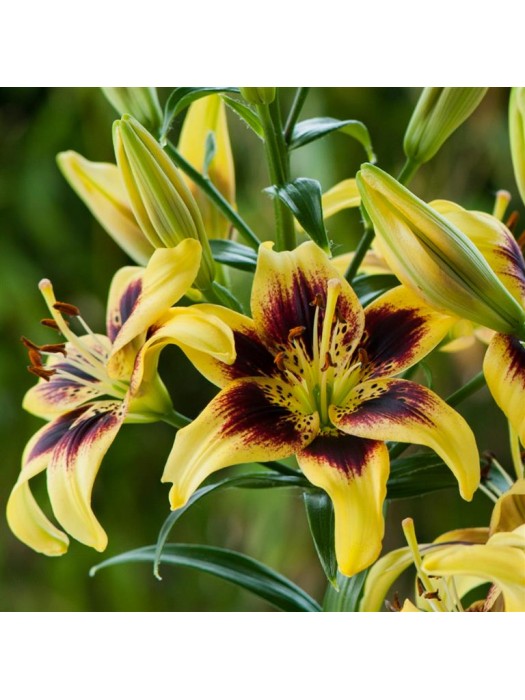 Lelija (Lot Lilium) 'Pieton'-LELIJOS-SVOGŪNINĖS GĖLĖS