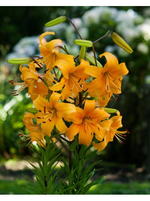 Lelija (Lot Lilium) 'Pearl Justien'-LELIJOS-SVOGŪNINĖS GĖLĖS