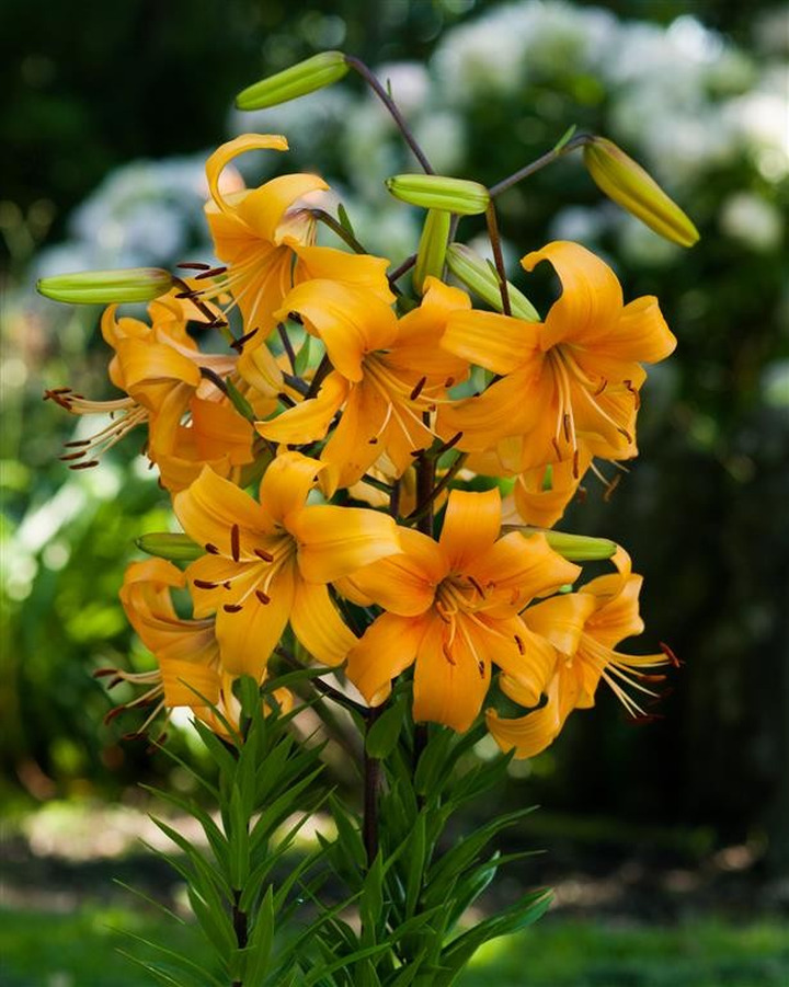 Lelija (Lot Lilium) 'Pearl Justien'-LELIJOS-SVOGŪNINĖS GĖLĖS