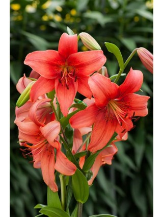 Lelija (Lot Lilium) 'Pearl Loraine'-LELIJOS-SVOGŪNINĖS GĖLĖS