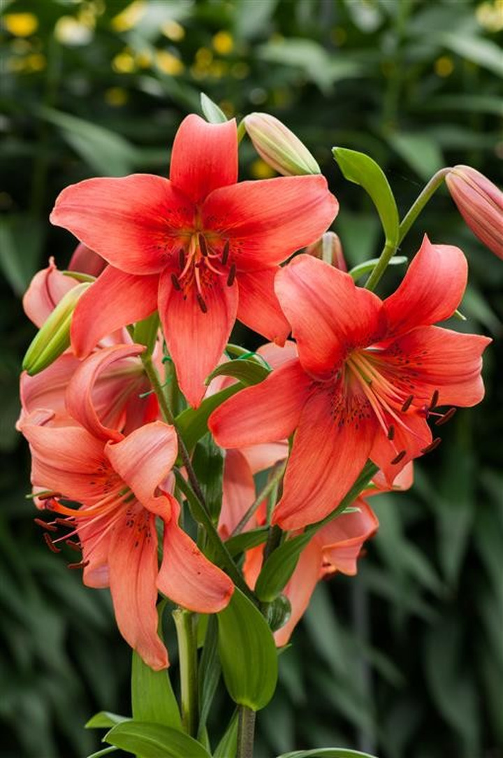 Lelija (Lot Lilium) 'Pearl Loraine'-LELIJOS-SVOGŪNINĖS GĖLĖS