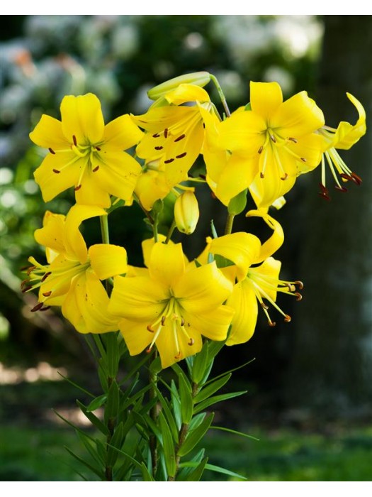 Lelija (Lot Lilium) 'Pearl Melanie'-LELIJOS-SVOGŪNINĖS GĖLĖS