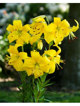 Lelija (Lot Lilium) 'Pearl Melanie'-LELIJOS-SVOGŪNINĖS GĖLĖS