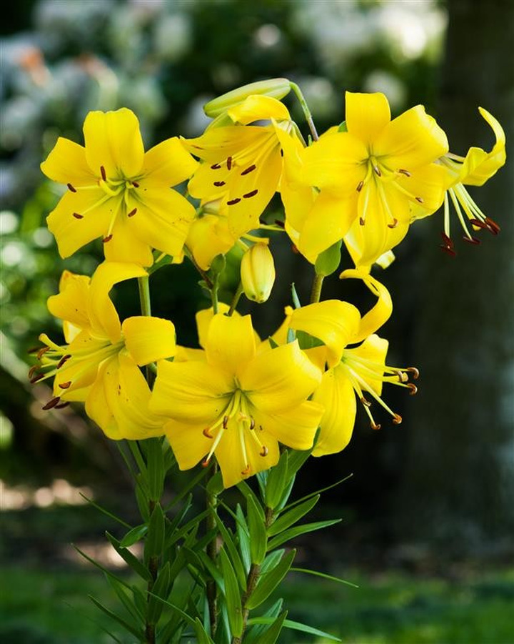 Lelija (Lot Lilium) 'Pearl Melanie'-LELIJOS-SVOGŪNINĖS GĖLĖS