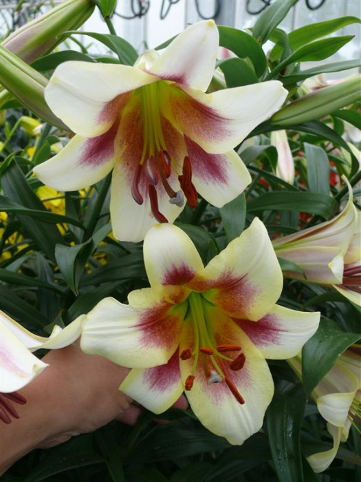 Lelija (Lot Lilium) 'Passion Moon'-LELIJOS-SVOGŪNINĖS GĖLĖS