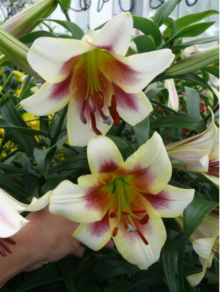 Lelija (Lot Lilium) 'Passion Moon'-LELIJOS-SVOGŪNINĖS GĖLĖS