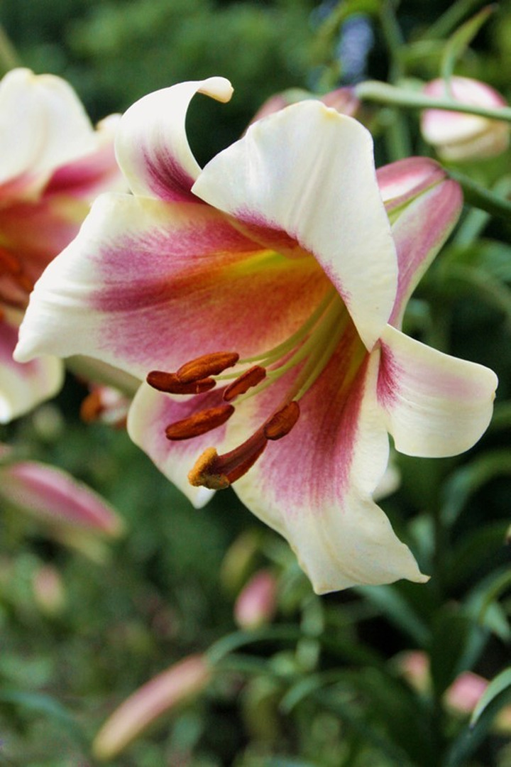 Lelija (Lot Lilium) 'Passion Moon'-LELIJOS-SVOGŪNINĖS GĖLĖS