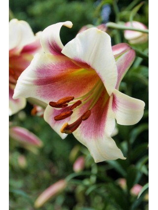 Lelija (Lot Lilium) 'Passion Moon'-LELIJOS-SVOGŪNINĖS GĖLĖS