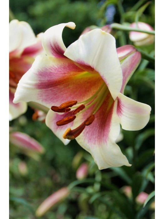Lelija (Lot Lilium) 'Passion Moon'-LELIJOS-SVOGŪNINĖS GĖLĖS