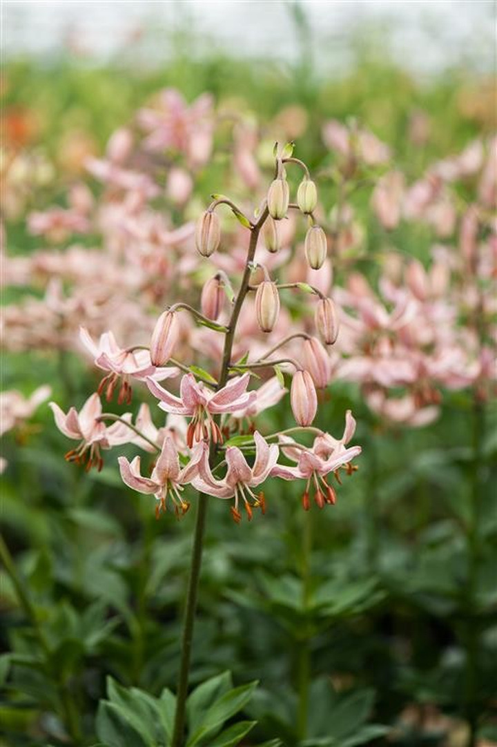 Lelija (Lot Lilium) 'Pink Morning'-LELIJOS-SVOGŪNINĖS GĖLĖS