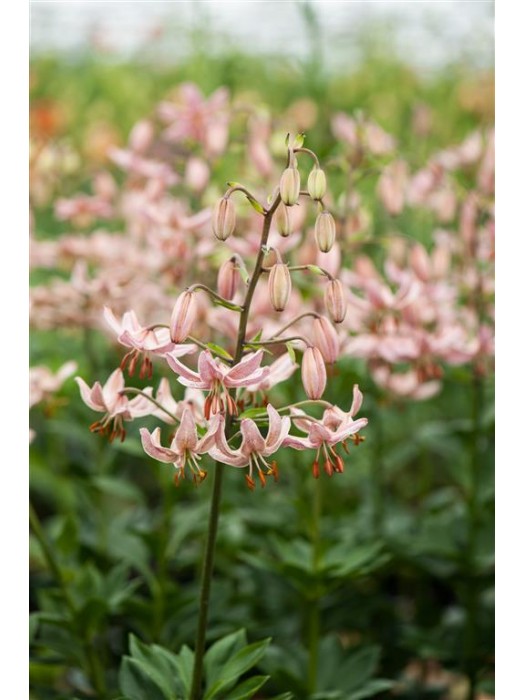 Lelija (Lot Lilium) 'Pink Morning'-LELIJOS-SVOGŪNINĖS GĖLĖS
