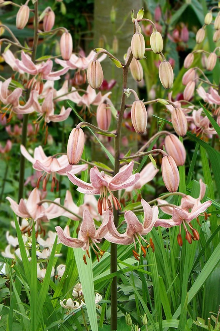 Lelija (Lot Lilium) 'Pink Morning'-LELIJOS-SVOGŪNINĖS GĖLĖS