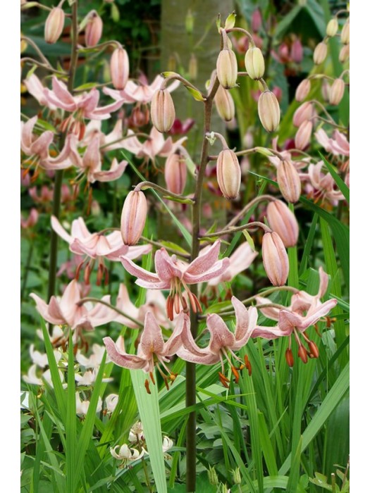 Lelija (Lot Lilium) 'Pink Morning'-LELIJOS-SVOGŪNINĖS GĖLĖS