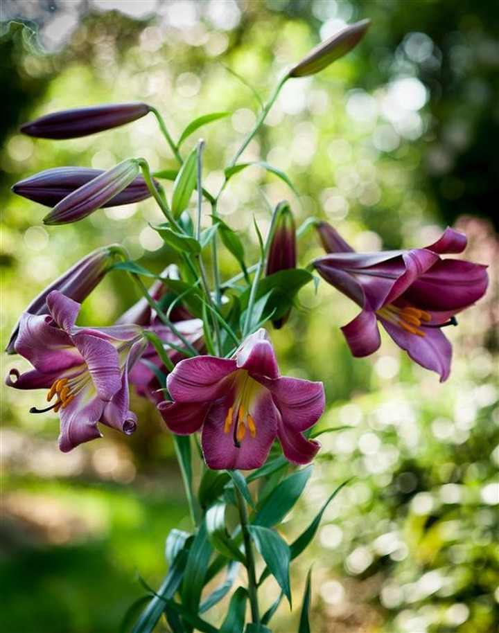 Lelija (Lot Lilium) 'Pink Perfection'-LELIJOS-SVOGŪNINĖS GĖLĖS