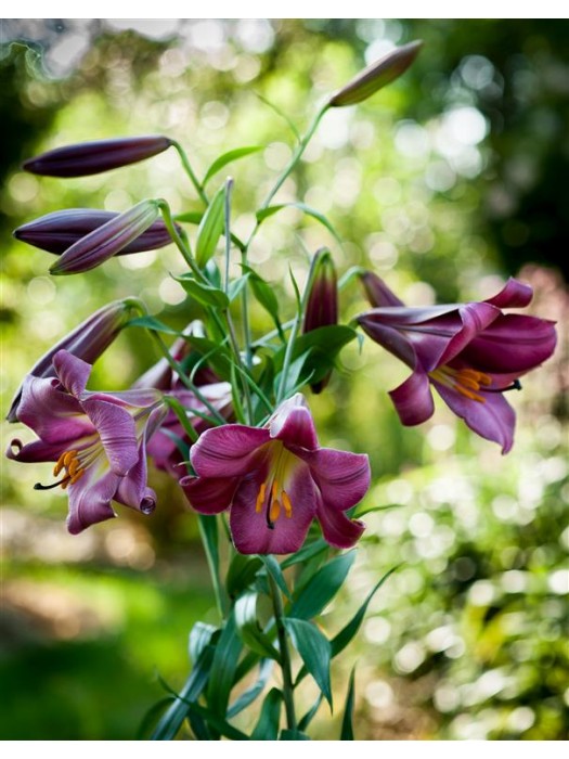 Lelija (Lot Lilium) 'Pink Perfection'-LELIJOS-SVOGŪNINĖS GĖLĖS