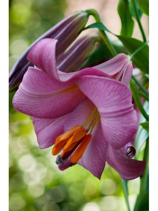 Lelija (Lot Lilium) 'Pink Perfection'-LELIJOS-SVOGŪNINĖS GĖLĖS