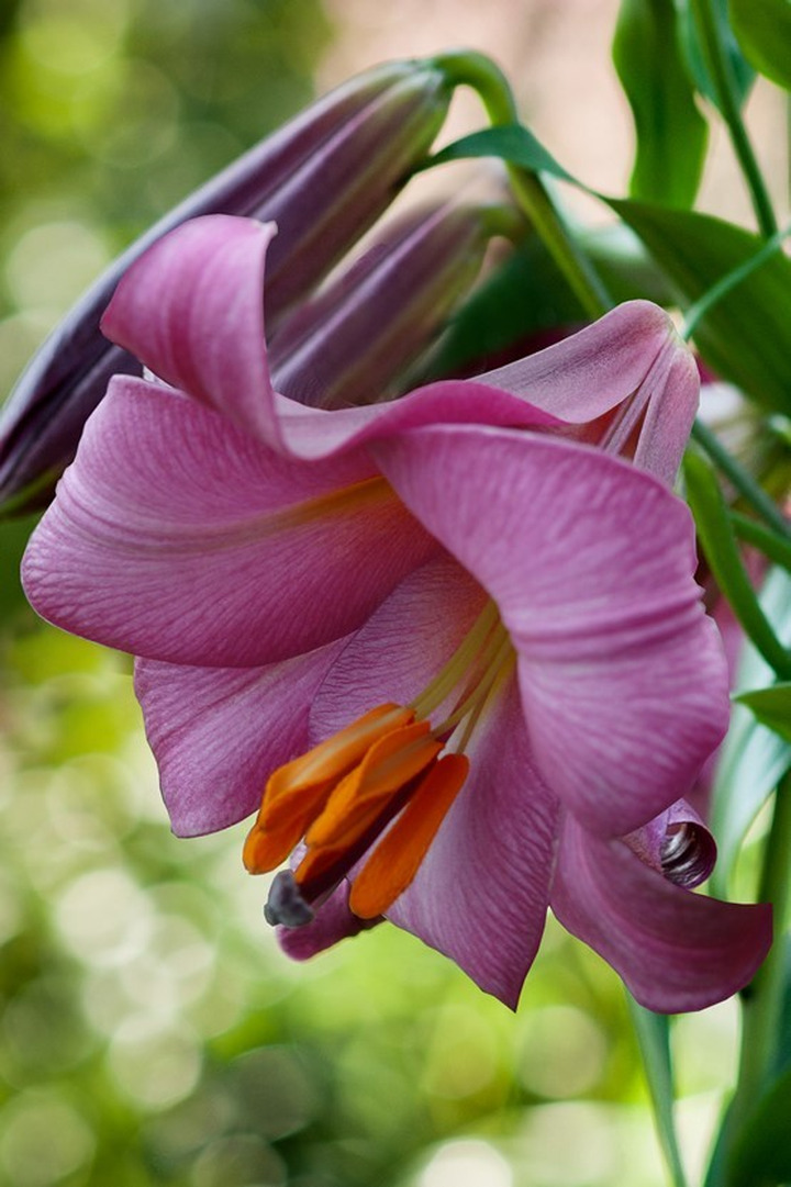Lelija (Lot Lilium) 'Pink Perfection'-LELIJOS-SVOGŪNINĖS GĖLĖS