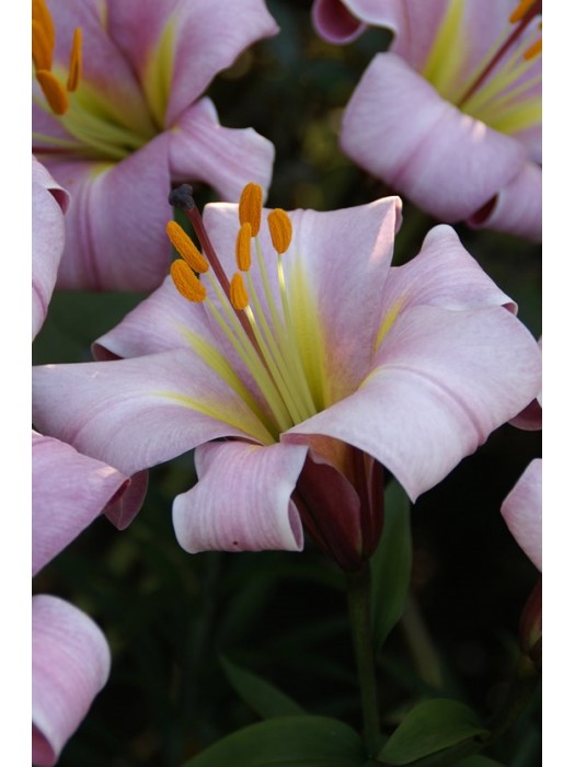 Lelija (Lot Lilium) 'Pink Planet'-LELIJOS-SVOGŪNINĖS GĖLĖS